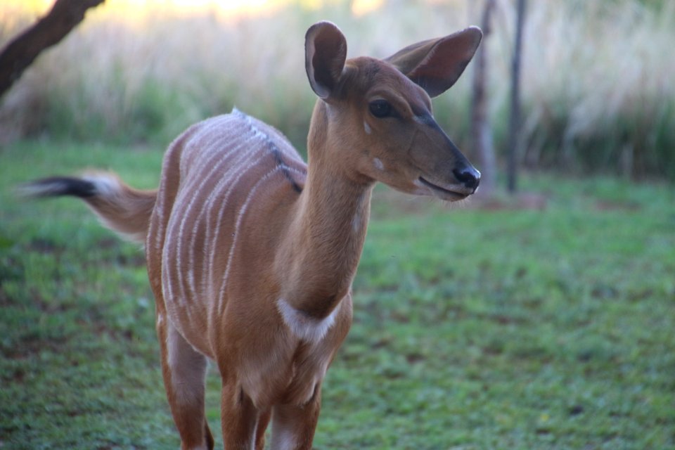 Photo Of A Deer photo