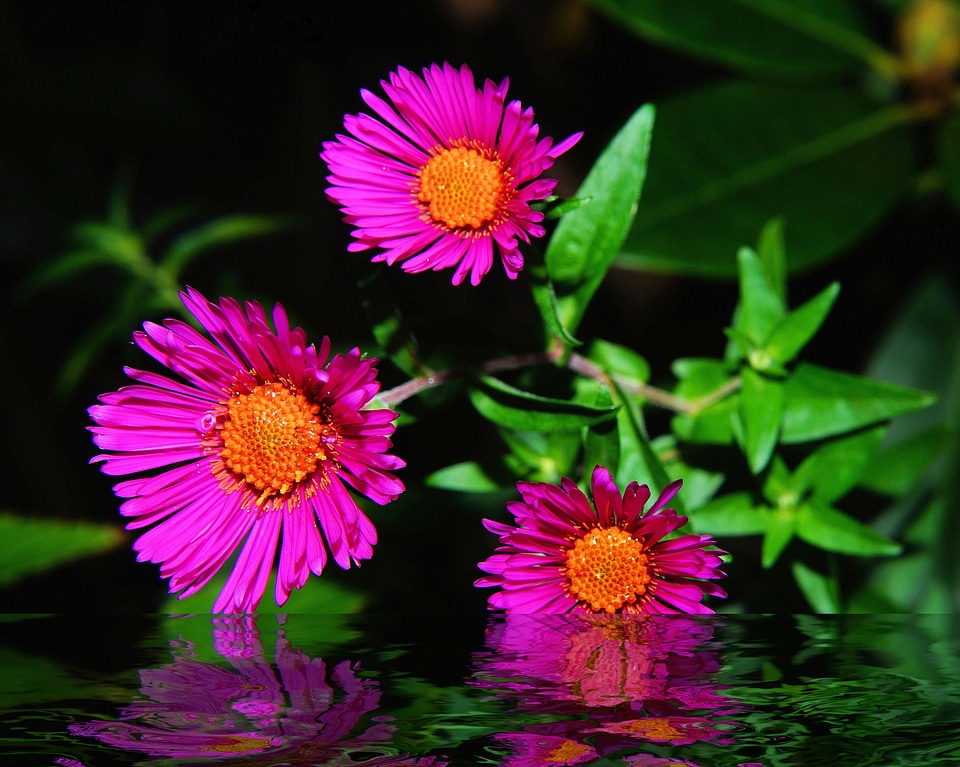 Blossom bloom purple