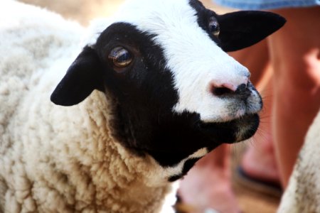 Shallow Focus Photography Of White And Black Sheep photo