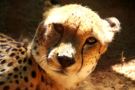 Cheetah Animal photo