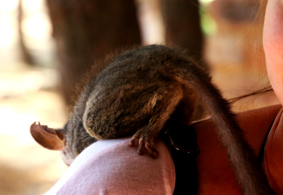 Close-up Photography Of Black Animal