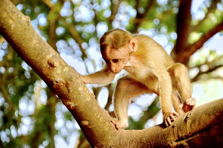 Photography Of Monkey On Tree photo