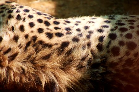 Closeup Photo Of Cheetah photo