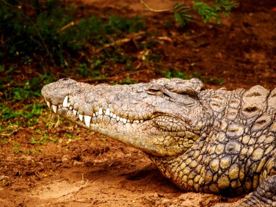Close-up Photography Of Brown Crocodile photo