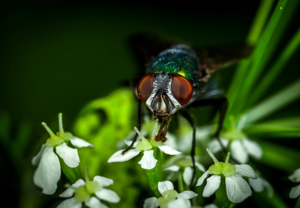 Focus Photography Of Green Bottle Fly
