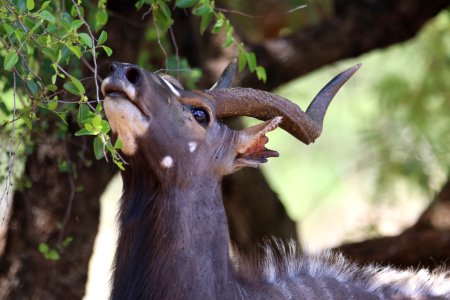 Closeup Photo Of Brown Antelope Eating Leaves