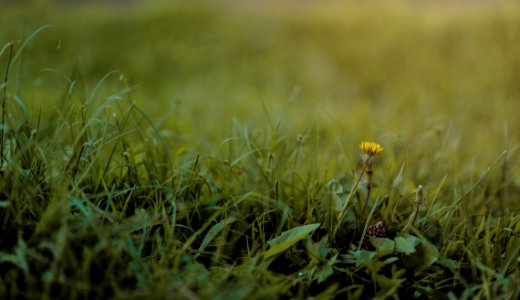 Selective Photography Of Green Grass And Flower photo