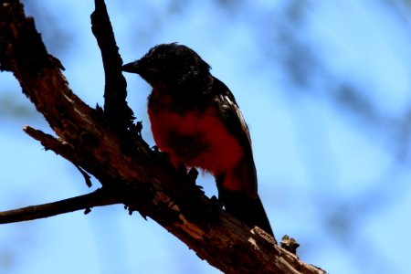Small Black And Red Bird
