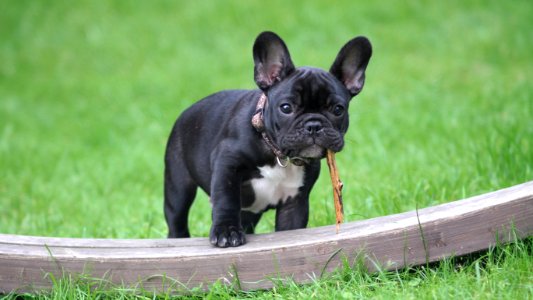 Black And White French Bulldog Puppy Stepping On Brown Wood Board Panel Close-up Photography photo