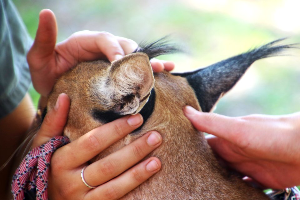 Closeup Photo Of Brown Fur Animal