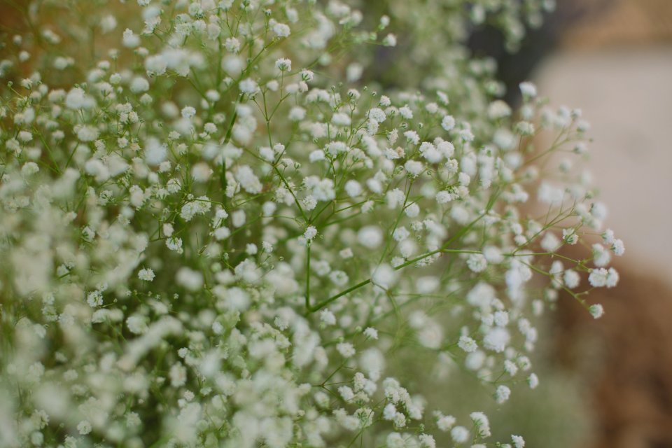 Close-up Photo Of White Petaled Flowers