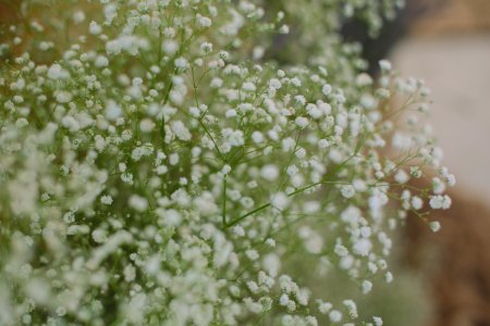 Close-up Photo Of White Petaled Flowers photo
