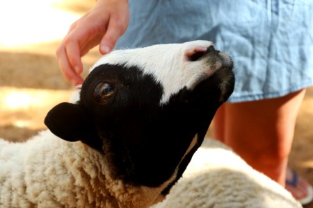 Beige And Black Sheep