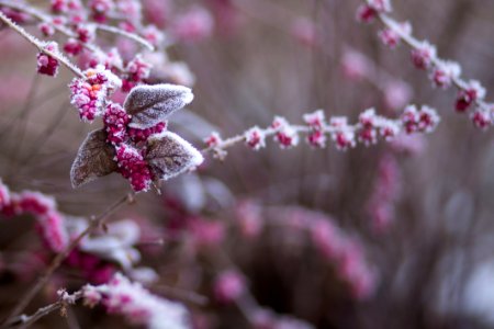 Pink Flowers In Selective Focus Photography photo