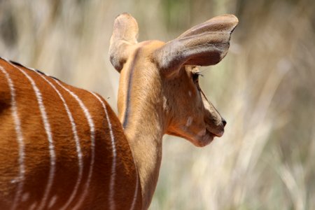 Shallow Focus On Deer photo