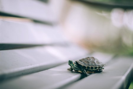 Selective Focus Photography Of Turtle On Bench photo