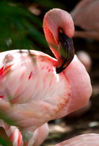 Selective Focus Photography Of Pink Flamingo