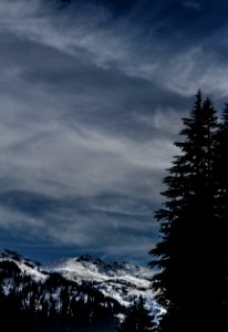 Silhouette Of Pine Tree