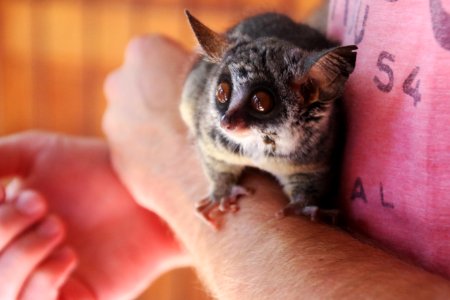 Person Holding Galago photo