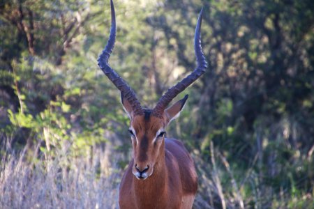 Close-Up Photography Of A Male Imapala photo