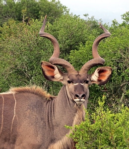South africa safari nature