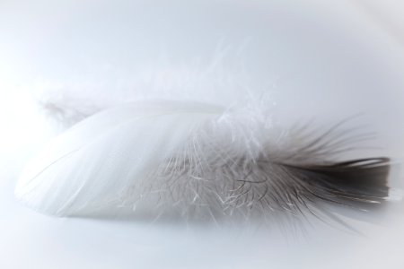 Selective Focus Photography Of Feather