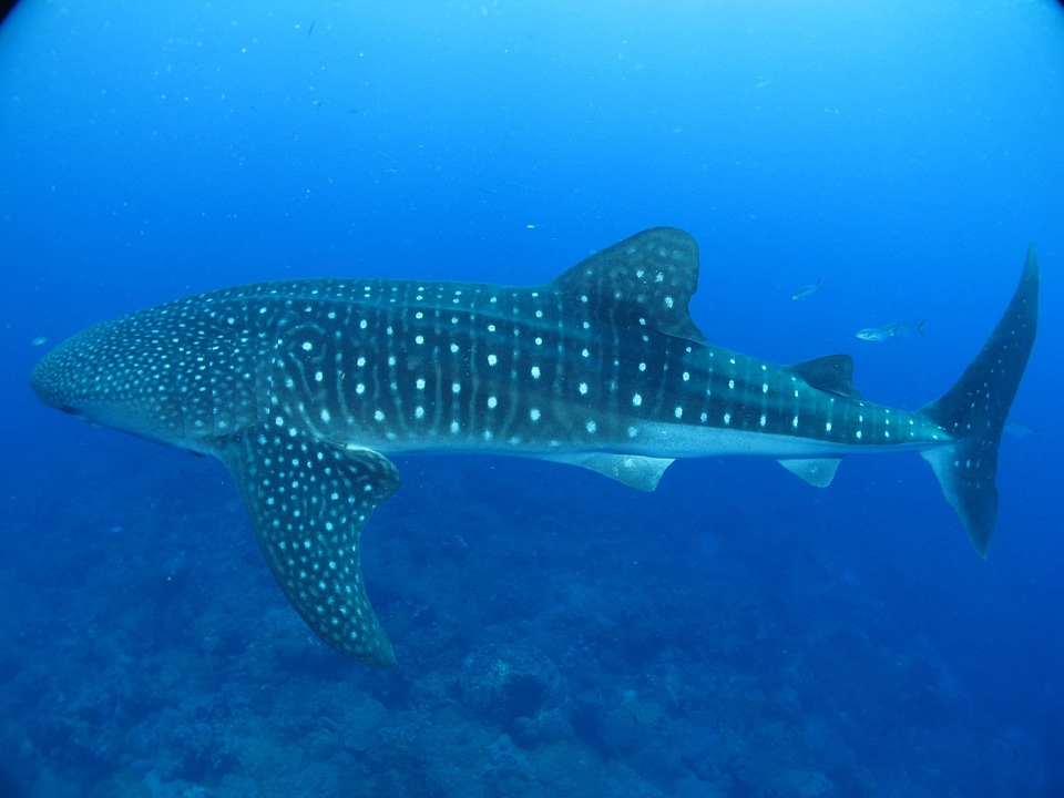Marine large aquatic