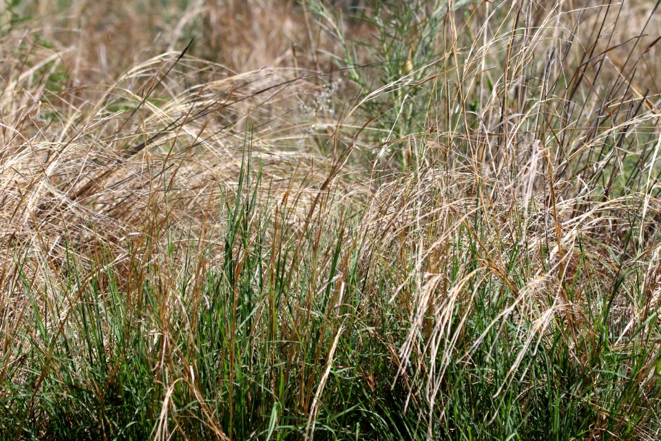 Focus Photography Of Green Grass Field