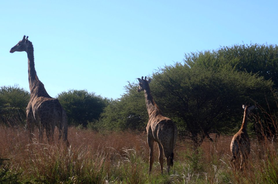 Photo Of Giraffes On The Field
