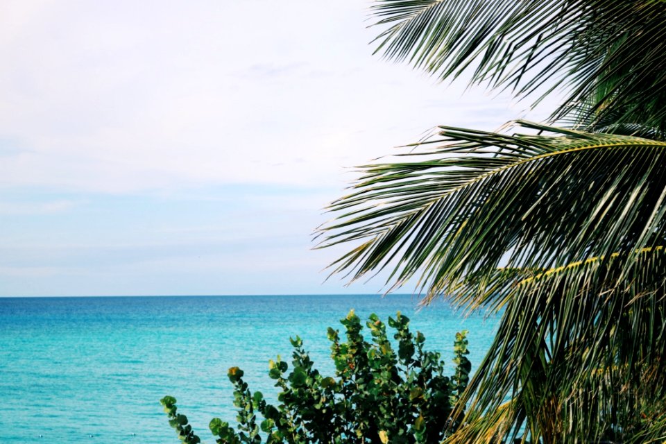 Palm Trees And Green Leaf Plant Near Body Of Water