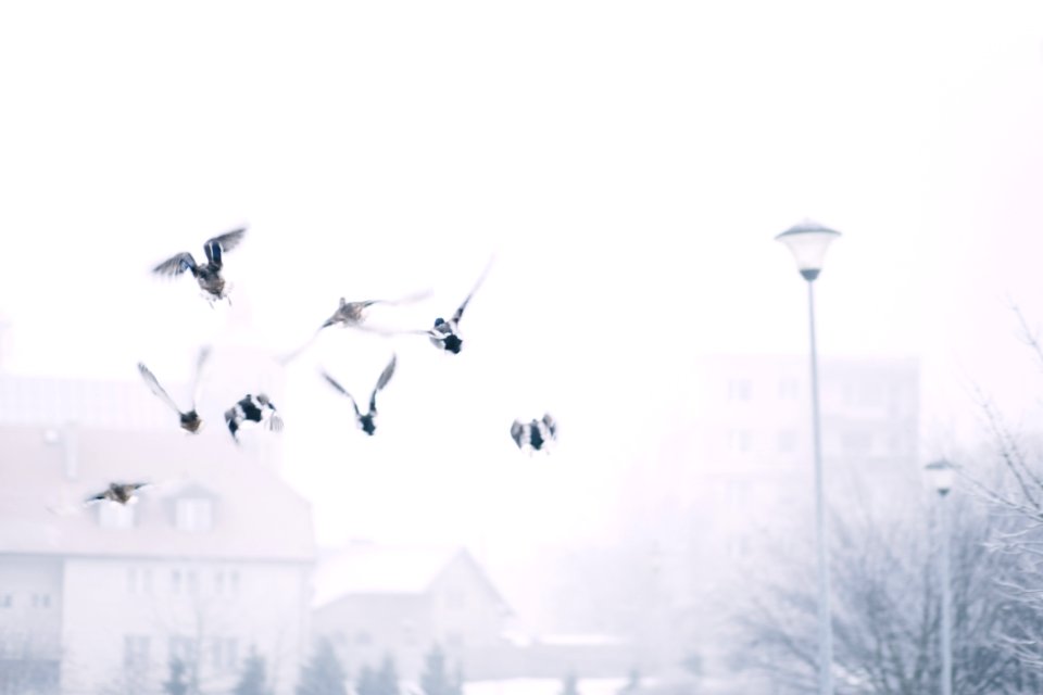 Flock Of Flying Birds Above Street