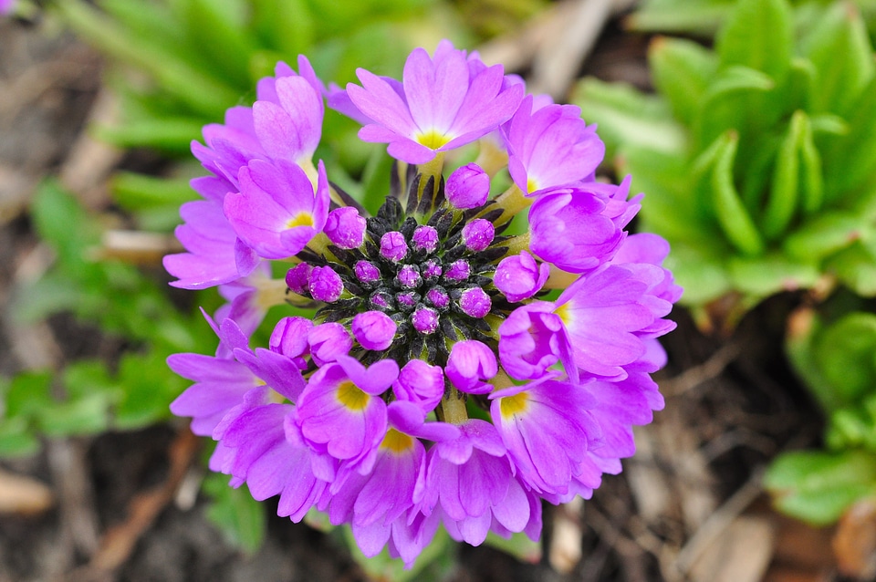 Purple nature close up