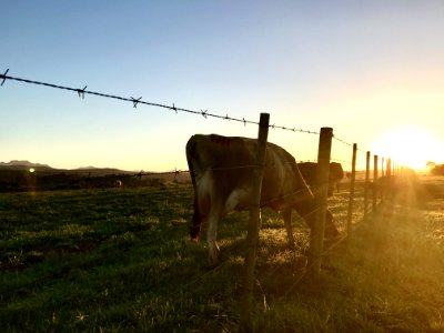 Animal Beside Fence photo