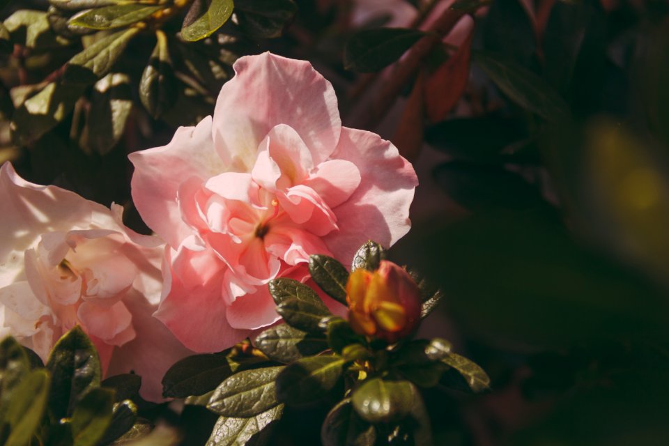 Pink Peony Flowers In Bloom At Daytime