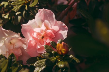 Pink Peony Flowers In Bloom At Daytime photo