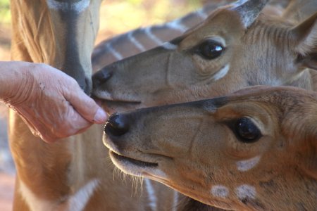 Close-Up Photo Of Person Feeding Brown Deer photo