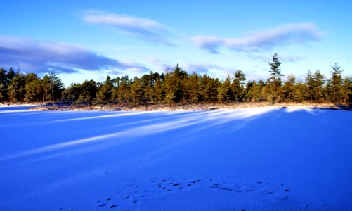 Photo Of Forest During Winter