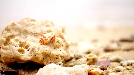 Brown Shell On Stone