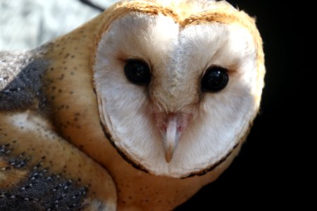 Photo Of White And Brown Owl photo