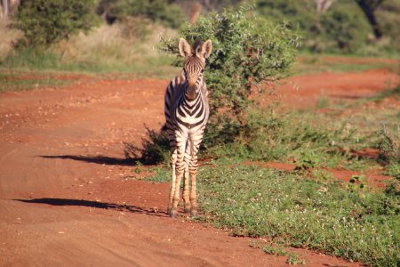 Photography Of Zebra On Road photo