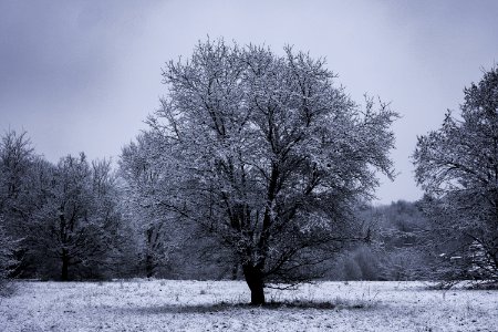 Gray Bare Tree photo