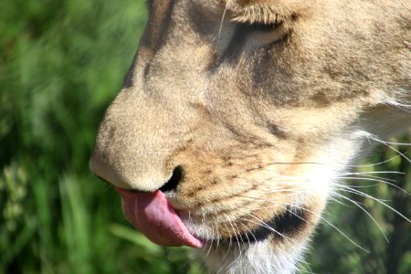 Licking Lioness photo