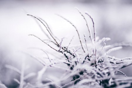 Selective Focus Photography Of Weed Covered By Snow photo