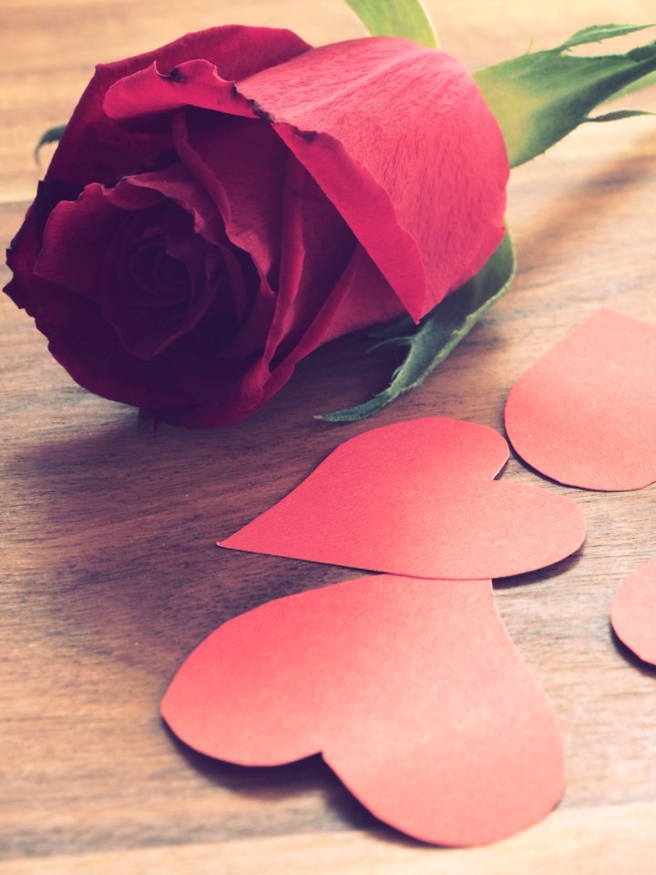 Close-Up Photography Of Red Rose