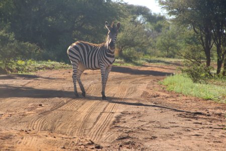 Photo Of Zebra On Dirt Road photo