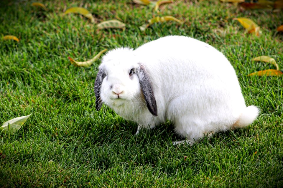 Short-coated White Rabbit