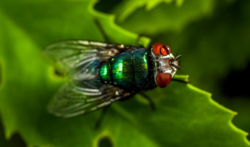 Macro Photography Of Green Fly photo