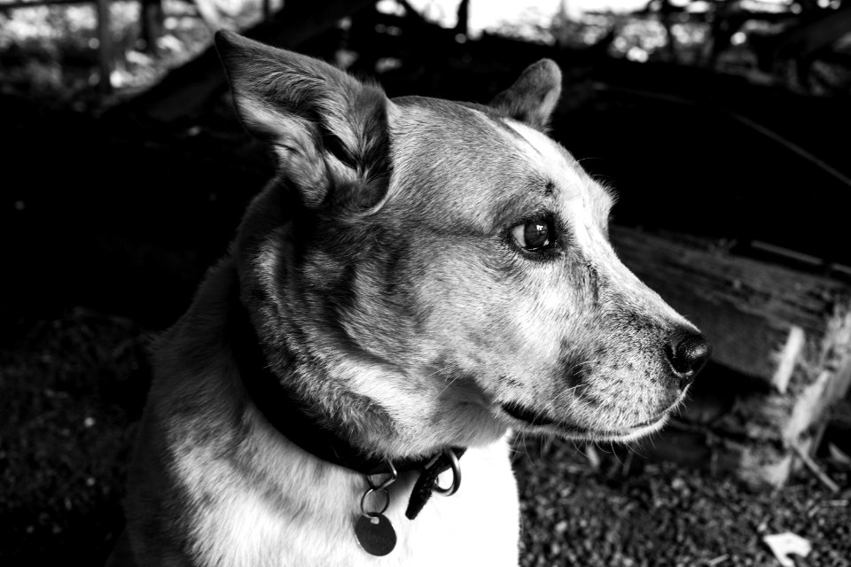 Monochrome Photography Of A Dog
