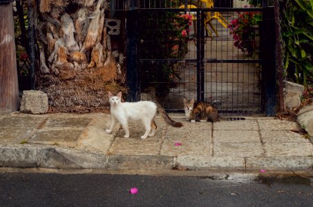 Two Short-fur White And Brown Cats Near Black Metal Gate photo