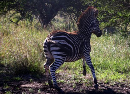 Photography Of A Zebra Running photo